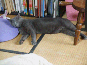 猫の寝相