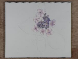 額アジサイを東儀画塾の子供アトリエ教室で水彩で描いた絵