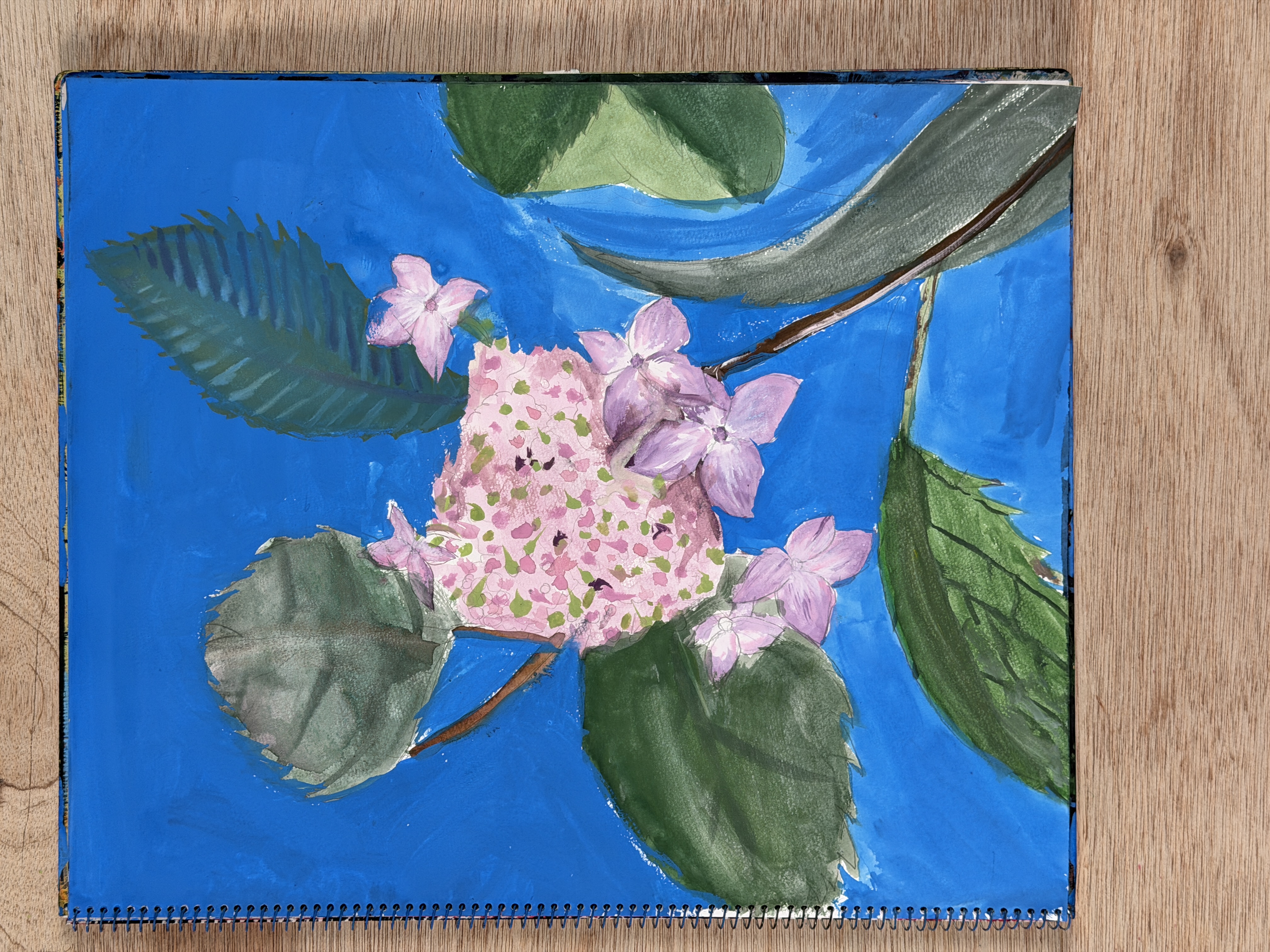 額アジサイを東儀画塾の子供アトリエ教室で水彩で描いた絵
